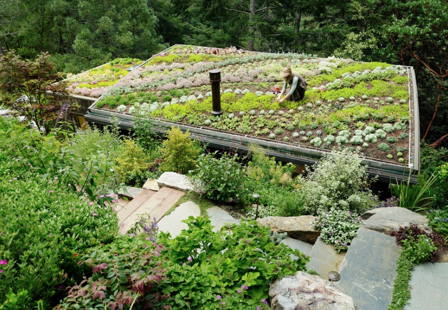 ecological-roof